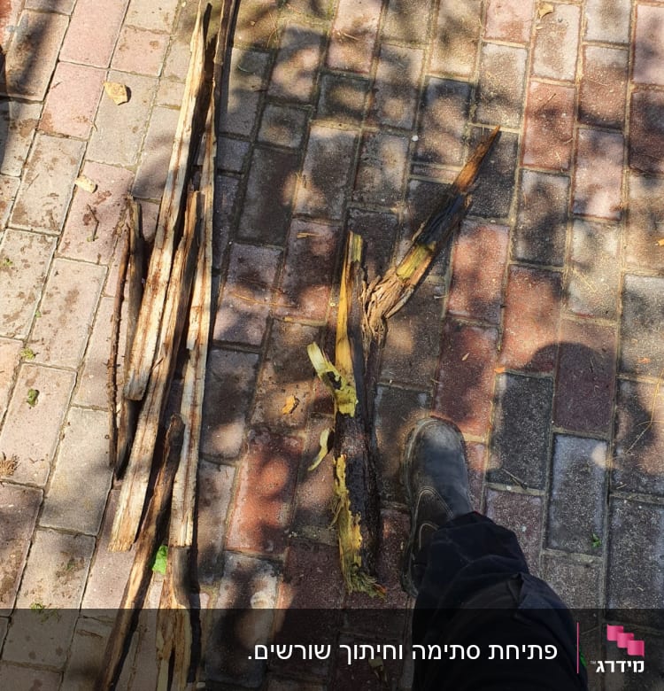 מקלות עץ שבורים על מדרכה מרוצפת